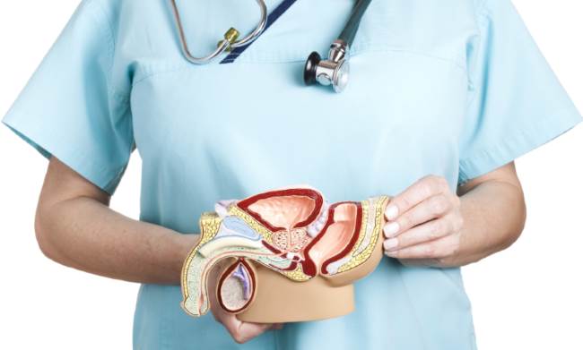 Предстательная железа