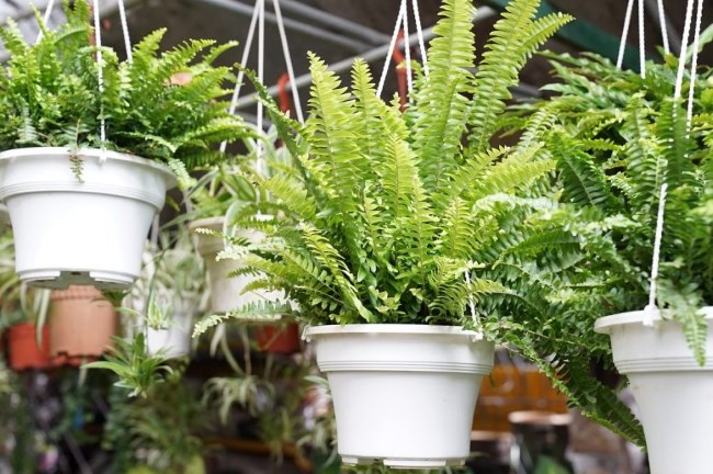 Комнатные растения вызывающие аллергию