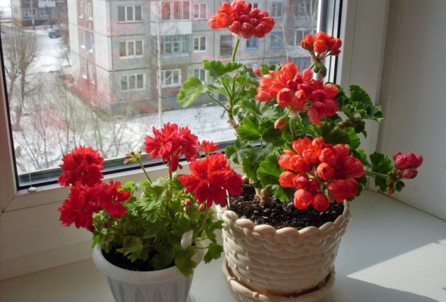 Комнатные цветы вызывающие аллергию