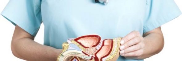 Как выглядит простата у мужчин