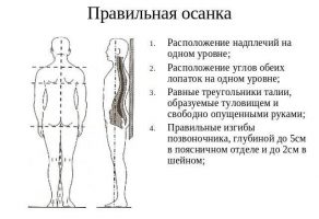 Правильная осанка у человека фото у стены