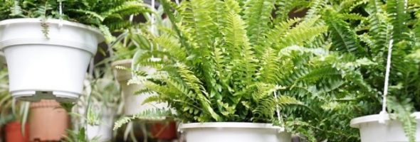 Аллергия на растения и цветы